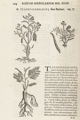 Rerum medicarum Novae Hispaniae thesaurus, seu, plantarum, animalium, mineralium Mexicanorum historia / ex Francisci Hernandez ... relationibus ... conscriptis a Nardo Antonio Reccho ... collecta ac in ordinem digesta. A Joanne Terrentio [Jo. Fabro, et Fabio Columna] ... notis illustrata.--Phytosophicarum tabularum ex frontispiciis naturalis theatri Principis F. Caesii ... desumpta prima pars.