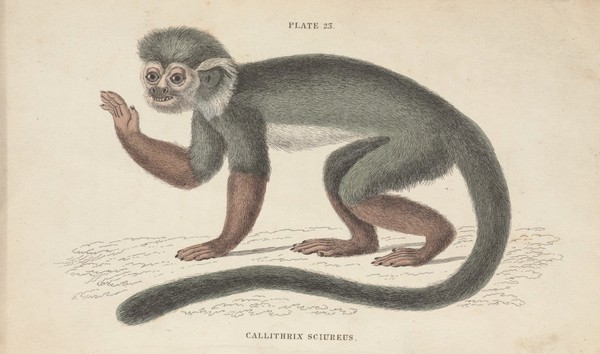 An ape of the genus callithrix sciureus standing on the ground lifting the right arm. Coloured etching by W. H. Lizars.