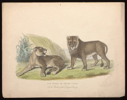 Zoological Society of London: a pair of white or silver lions. Coloured etching by W. Panormo.