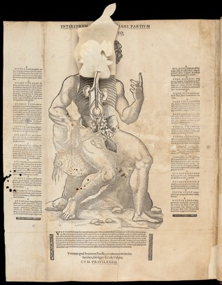 Interiorum corporis humani partium viva delineatio.
