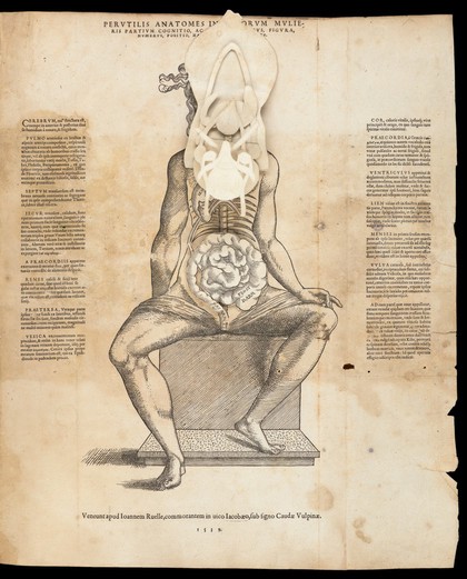 Interiorum corporis humani partium viva delineatio.