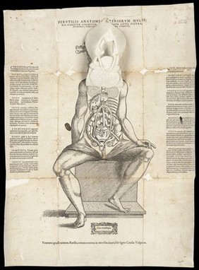 Anatomical fugitive sheets