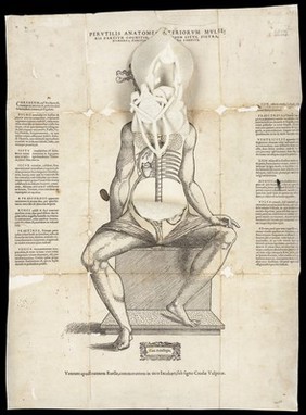 Anatomical fugitive sheets