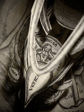 Anatomical fugitive sheets