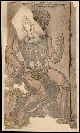 Anatomical fugitive sheets