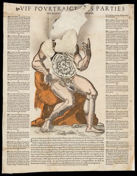 Anatomical fugitive sheets
