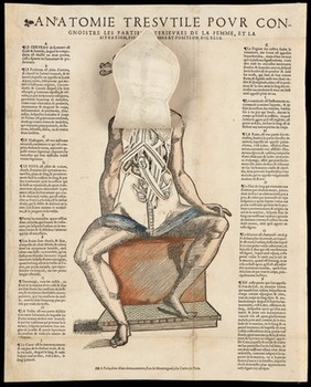 Anatomical fugitive sheets