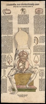 Anatomical fugitive sheets