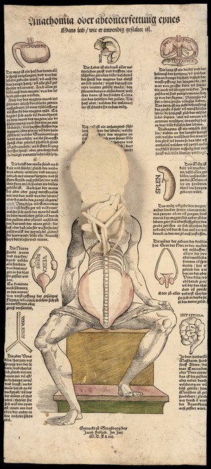 view Anatomical fugitive sheets