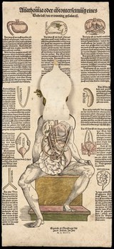 Anatomical fugitive sheets