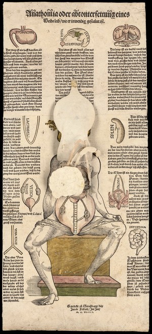 view Anatomical fugitive sheets
