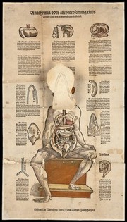 Anatomical fugitive sheets