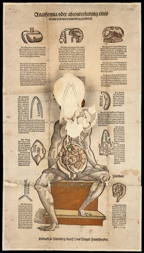Anatomical fugitive sheets