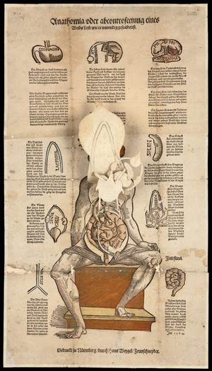 view Anatomical fugitive sheets