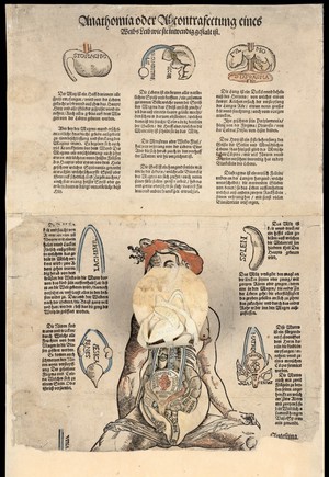 view Anatomical fugitive sheets