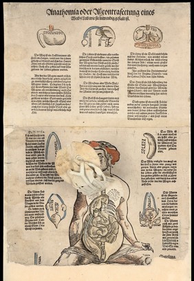 Anatomical fugitive sheets