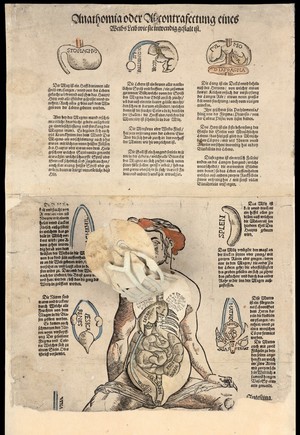 view Anatomical fugitive sheets