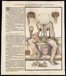 [Anatomical fugitive sheets of a skeleton, male figure and a female figure.].