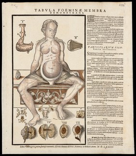 [Anatomical fugitive sheets of a skeleton, male figure and a female figure.].