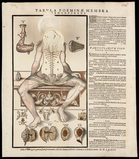 [Anatomical fugitive sheets of a skeleton, male figure and a female figure.].