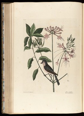 The natural history of Carolina, Florida and the Bahama Islands: containing the figures of birds, beasts, fishes, serpents, insects, and plants: particularly the forest-trees, shrubs, and other plants, not hitherto described, or very incorrectly figured by authors. Together with their descriptions in English and French. To which are added observations on the air, soil, and waters: with remarks upon agriculture, grain, pulse, roots, &c. To the whole, is prefixed a new and correct map of the countries treated of / By Mark Catesby ... Histoire naturelle de la Caroline, la Floride, & les Isles Bahama: contenant les desseins des oiseaux, animaux, poissons, serpents, insectes, & plantes. Et en particulier, des arbres des forets, arbrisseaux, & autres plantes, qui n'ont point été decrits, jusques à present par les auteurs, ou peu exactement dessinés. Avec leur descriptions en françois & en anglois. A quoi on a adjouté, des observations sur l'air, le sol, & les eaux, avec des remarques sur l'agriculture, les grains, les legumes, les racines, &c. Le tout est precedé d'une carte nouvelle & exacte des païs dont il s'agist.