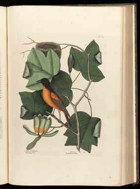 The natural history of Carolina, Florida and the Bahama Islands: containing the figures of birds, beasts, fishes, serpents, insects, and plants: particularly the forest-trees, shrubs, and other plants, not hitherto described, or very incorrectly figured by authors. Together with their descriptions in English and French. To which are added observations on the air, soil, and waters: with remarks upon agriculture, grain, pulse, roots, &c. To the whole, is prefixed a new and correct map of the countries treated of / By Mark Catesby ... Histoire naturelle de la Caroline, la Floride, & les Isles Bahama: contenant les desseins des oiseaux, animaux, poissons, serpents, insectes, & plantes. Et en particulier, des arbres des forets, arbrisseaux, & autres plantes, qui n'ont point été decrits, jusques à present par les auteurs, ou peu exactement dessinés. Avec leur descriptions en françois & en anglois. A quoi on a adjouté, des observations sur l'air, le sol, & les eaux, avec des remarques sur l'agriculture, les grains, les legumes, les racines, &c. Le tout est precedé d'une carte nouvelle & exacte des païs dont il s'agist.