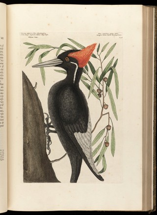 The natural history of Carolina, Florida and the Bahama Islands: containing the figures of birds, beasts, fishes, serpents, insects, and plants: particularly the forest-trees, shrubs, and other plants, not hitherto described, or very incorrectly figured by authors. Together with their descriptions in English and French. To which are added observations on the air, soil, and waters: with remarks upon agriculture, grain, pulse, roots, &c. To the whole, is prefixed a new and correct map of the countries treated of / By Mark Catesby ... Histoire naturelle de la Caroline, la Floride, & les Isles Bahama: contenant les desseins des oiseaux, animaux, poissons, serpents, insectes, & plantes. Et en particulier, des arbres des forets, arbrisseaux, & autres plantes, qui n'ont point été decrits, jusques à present par les auteurs, ou peu exactement dessinés. Avec leur descriptions en françois & en anglois. A quoi on a adjouté, des observations sur l'air, le sol, & les eaux, avec des remarques sur l'agriculture, les grains, les legumes, les racines, &c. Le tout est precedé d'une carte nouvelle & exacte des païs dont il s'agist.