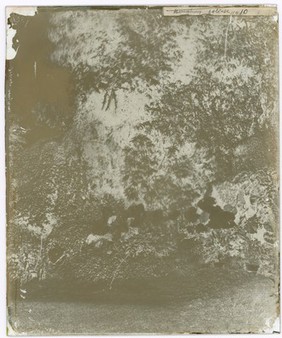 Foliage, Hong Kong. Photograph by John Thomson, 1868/1871.