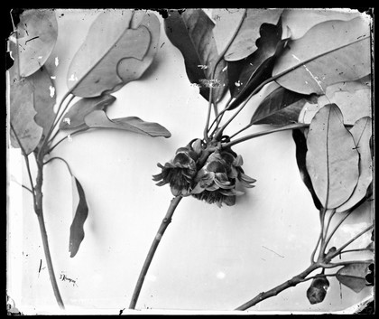 Still life of leaves and flowers, Hong Kong. Photograph by John Thomson, 1868/1871.