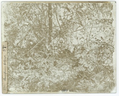 Foliage, Hong Kong. Photograph by John Thomson, 1868/1871.