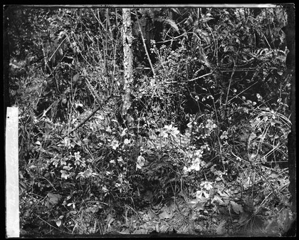 Foliage, Hong Kong. Photograph by John Thomson, 1868/1871.