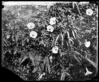 Cochin China [Vietnam]. Photograph by John Thomson, 1867.