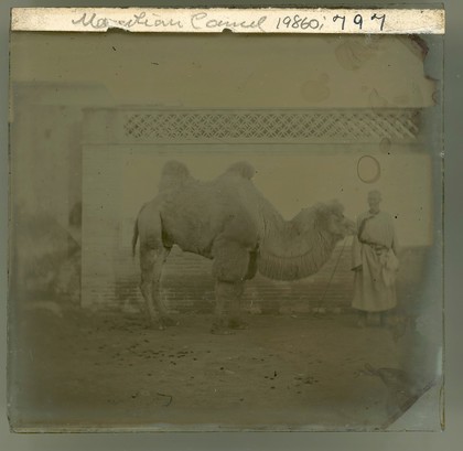 Peking, Pechili province, China: a camel with its owner. Photograph by John Thomson, 1871.