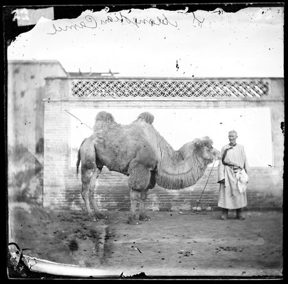 Peking, Pechili province, China: a camel with its owner. Photograph by John Thomson, 1871.