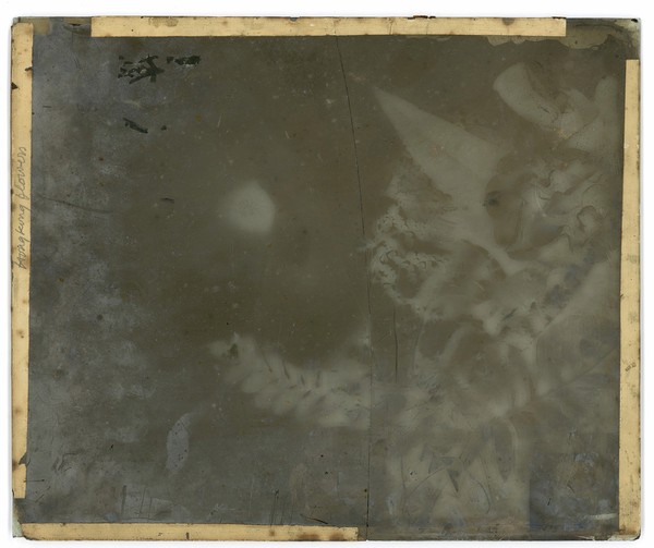 China: magnolia. Photograph by John Thomson, 1871.