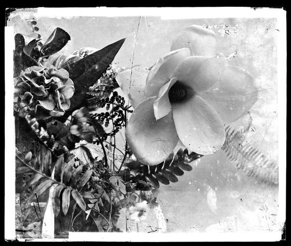 China: magnolia. Photograph by John Thomson, 1871.