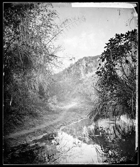 Foliage at nem-Kong, Formosa (Taiwan). Photograph by John Thomson, 1871.