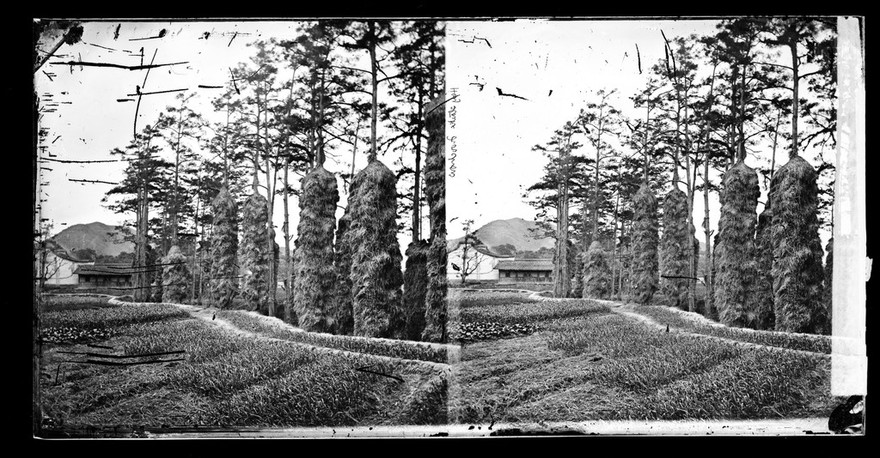 Foochow, Fukien province, China. Photograph by John Thomson, ca. 1870.