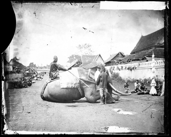 Siam (Thailand): a white elephant of the King. Photograph by John Thomson, 1865.