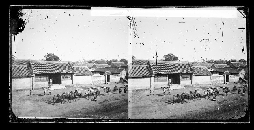 Peking, Pechili province, China: camels carrying black tea departing for Russia. Photograph by John Thomson, 1871.