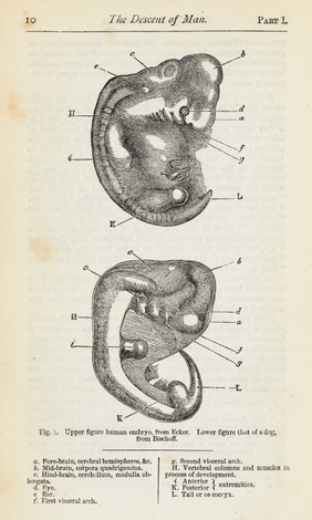 The descent of man, and selection in relation to sex / by Charles Darwin, with illustrations.