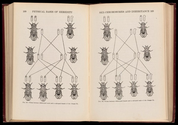 The physical basis of heredity / by Thomas Hunt Morgan ... 117 illustrations.