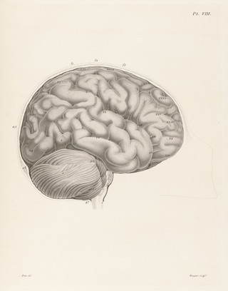Anatomie et physiologie du système nerveux en général, et du cerveau en particulier, avec des observations sur la possibilité de reconnoître plusieurs dispositions intellectuelles et morales de l'homme et des animaux par la configuration de leurs têtes / Par F. J. Gall et G. Spurzheim.