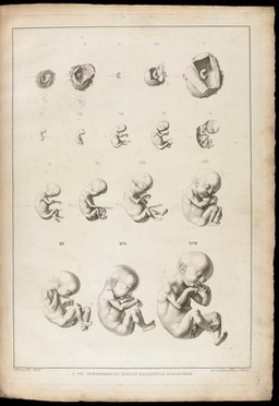 Icones embryonum humanorum.