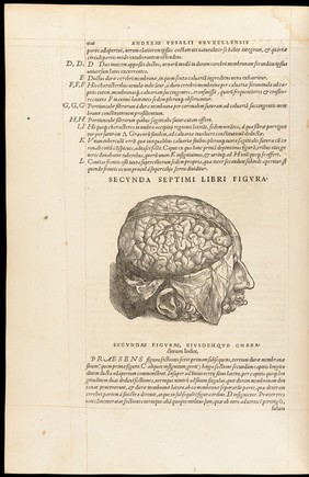 De humani corporis fabrica libri septem / [Andreas Vesalius].