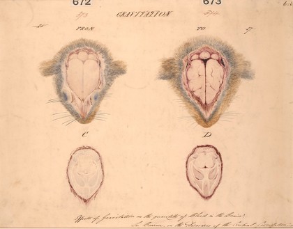 Effects of gravitation on the blood in the brains of two rabbits