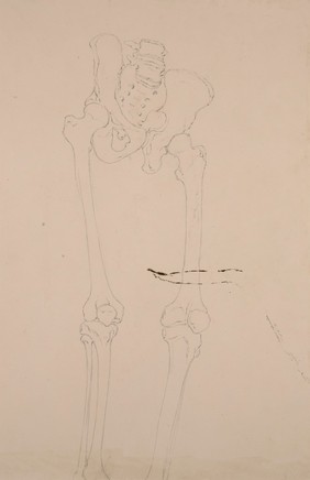 Life study of the lower half of a skeleton