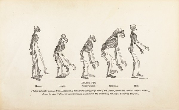 Evidence as to man's place in nature / by Thomas Henry Huxley.