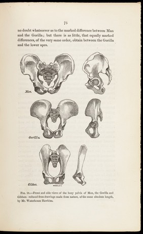 Evidence as to man's place in nature / by Thomas Henry Huxley.