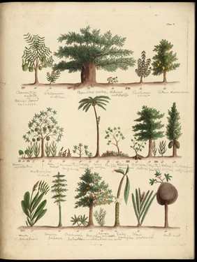 Sketches towards a Hortus botanicus americanus, or, Coloured plates (with a catalogue and concise and familiar descriptions of many species) of new and valuable plants of the West Indies and North and South America : Also of several others, natives of Africa and the East Indies; arranged after the Linnaean system.